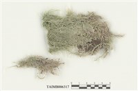 藏品(小泥炭苔)的圖片